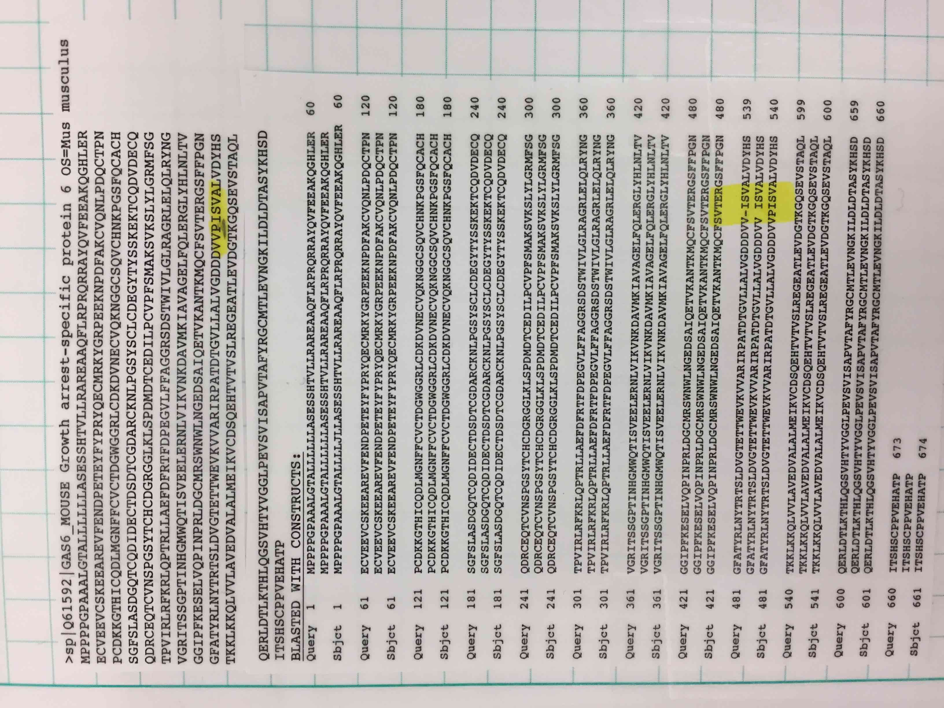 Recombinant Mouse Gas6 Protein 986-GS