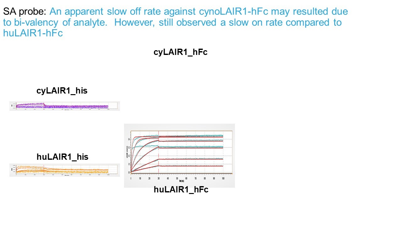 Recombinant Human LAIR1 Fc Chimera Protein, CF 9964-LR