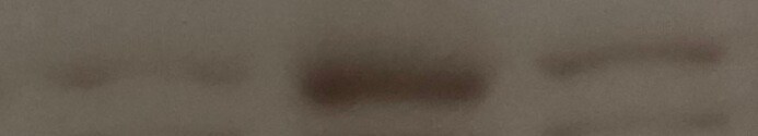 SCH 202676 hydrobromide 1400