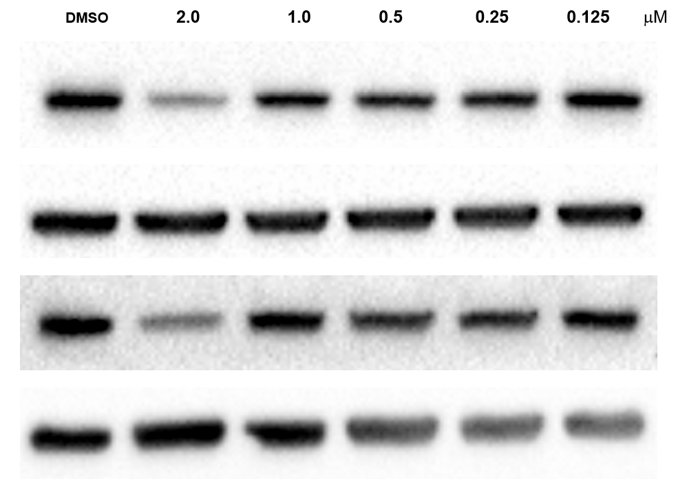 VH 032 amide-PEG1-amine 6879