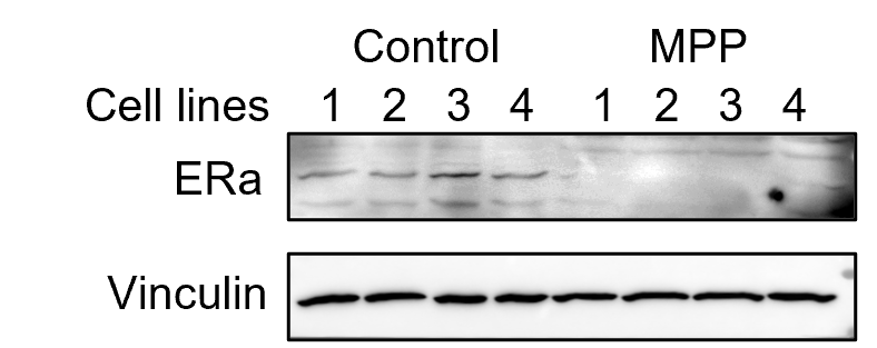 MPP dihydrochloride 1991