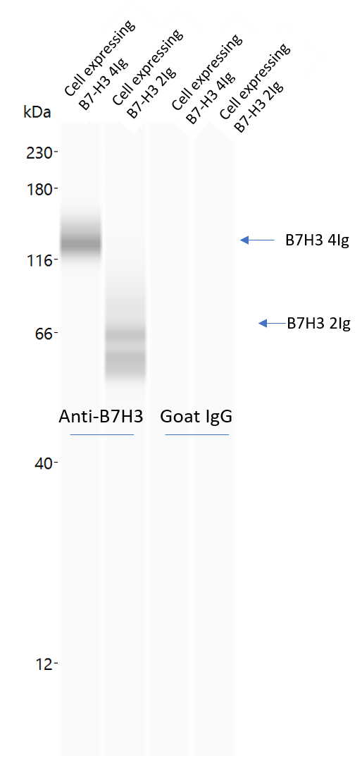 Normal Goat IgG Control AB-108-C