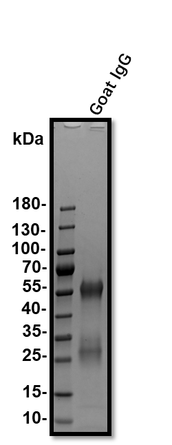 Normal Goat IgG Control AB-108-C