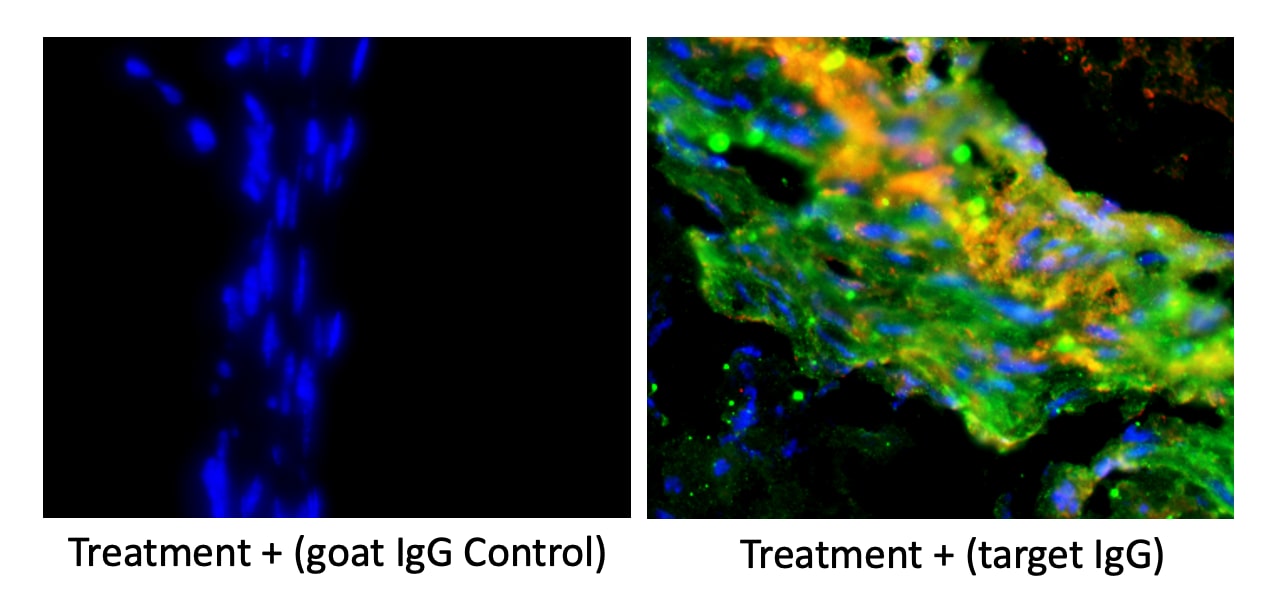 Normal Goat IgG Control AB-108-C