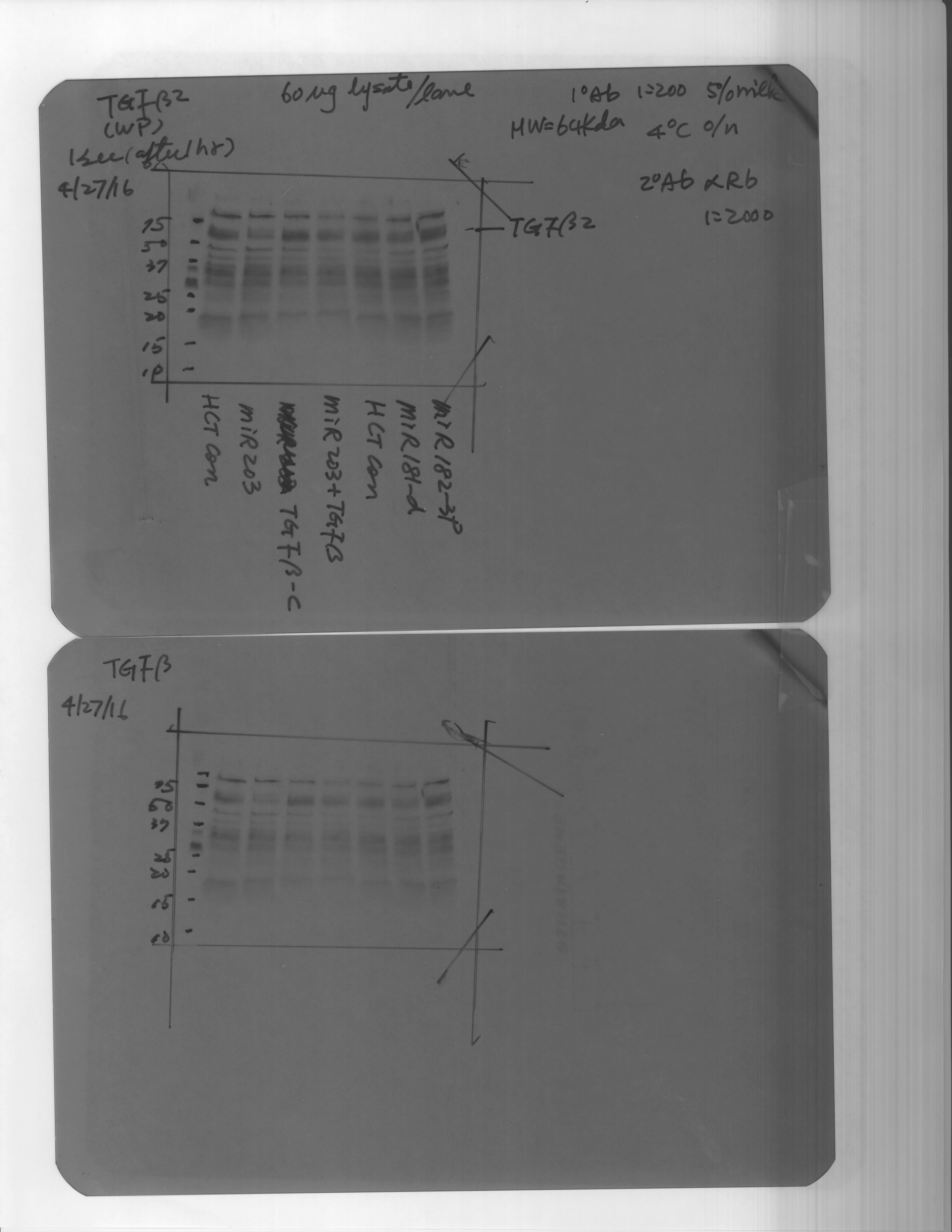 TGF‑ beta 2 Antibody AB-12-NA