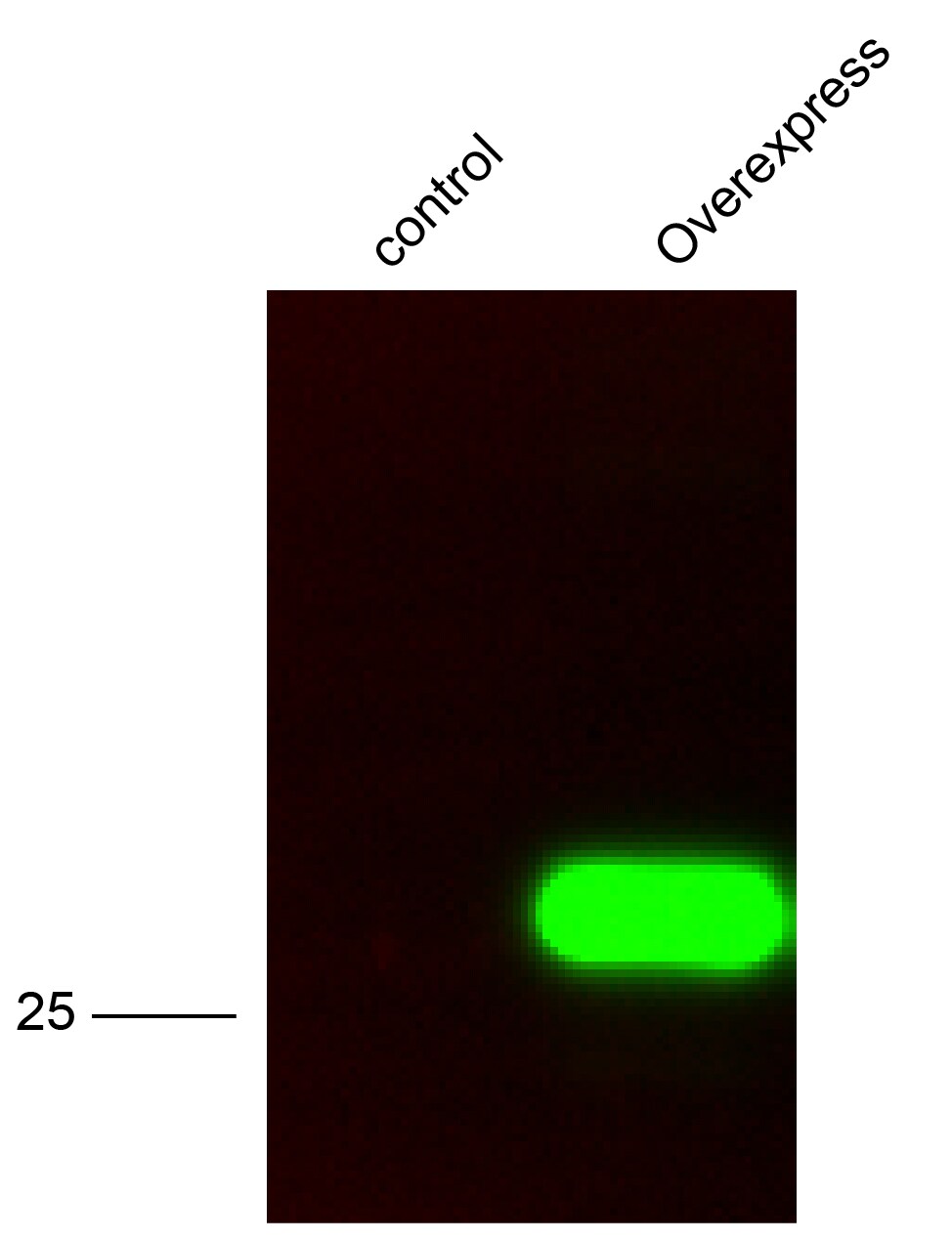 Human PDGF Antibody AB-20-NA