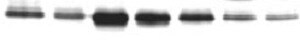 Human CCL7/MCP‑3/MARC Antibody AB-282-NA