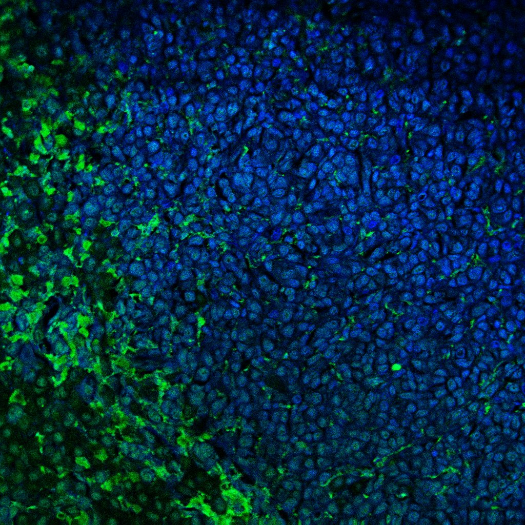 Human B7‑2/CD86 Antibody AF-141-NA