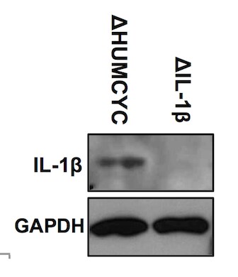 Human IL‑1 beta /IL‑1F2 Antibody AF-201-NA