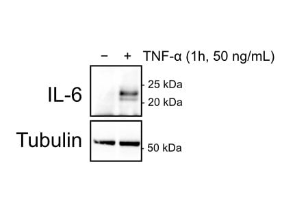 Human IL‑6 Antibody AF-206-NA