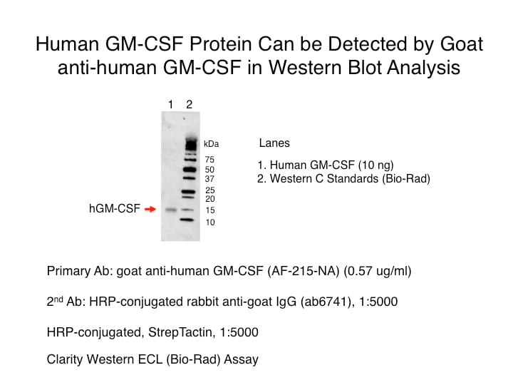 Human GM‑CSF Antibody AF-215-NA