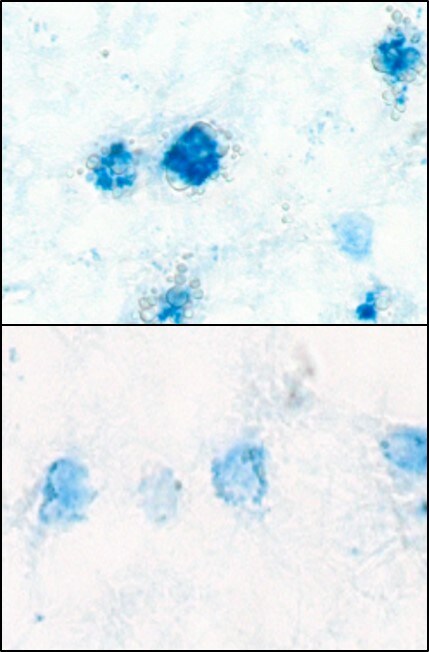Human IL‑10 Antibody AF-217-NA