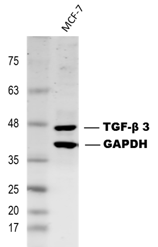 TGF‑ beta 3 Antibody AF-243-NA