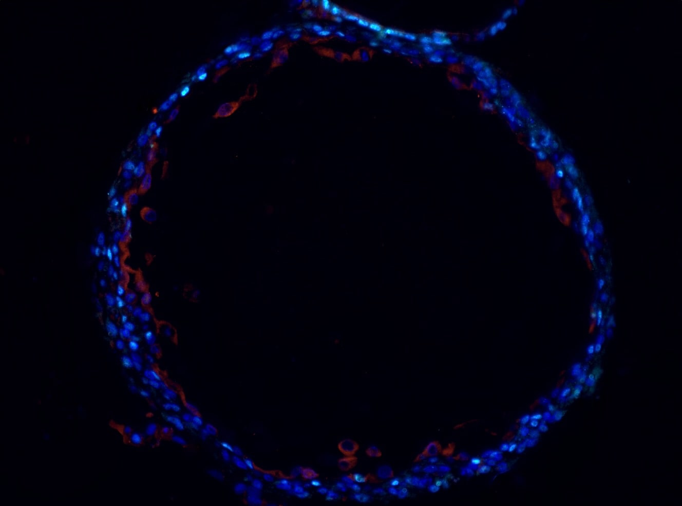 Human Pleiotrophin/PTN Antibody AF-252-PB