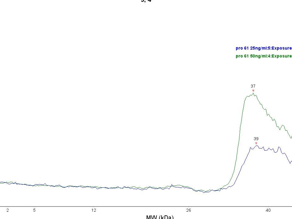 Human beta-NGF Antibody AF-256-NA