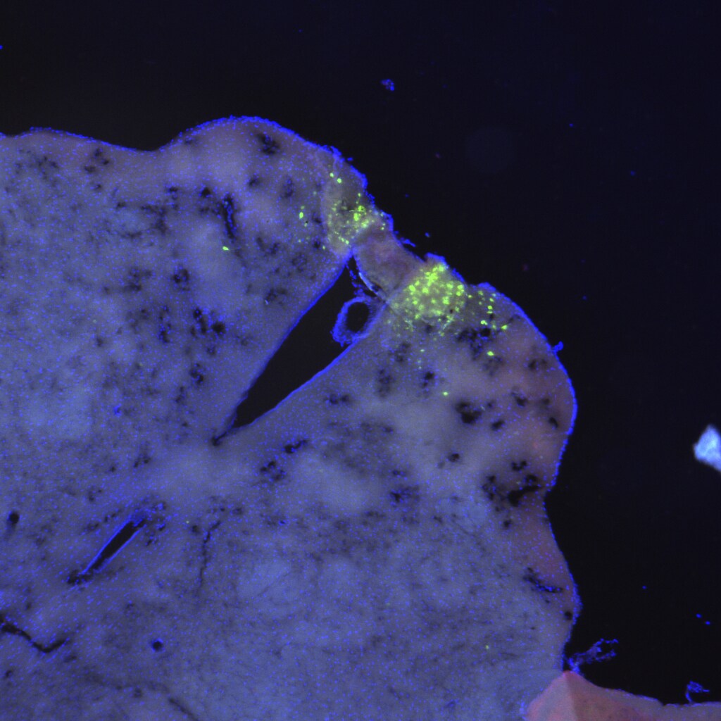 Human HB‑EGF Antibody AF-259-NA