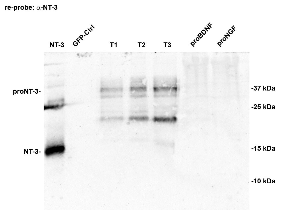 Human NT‑3 Antibody AF-267-NA
