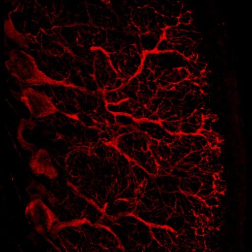 Human NT‑3 Antibody AF-267-NA