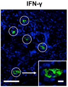 Human IFN‑ gamma  Antibody AF-285-NA