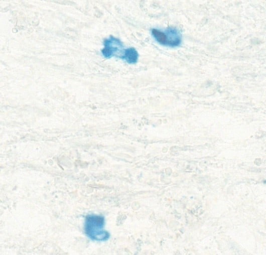 Human IFN‑ gamma  Antibody AF-285-NA