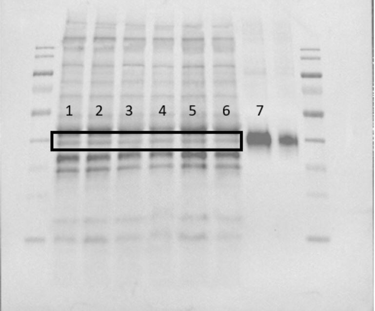 Human VEGF165 Antibody AF-293-NA
