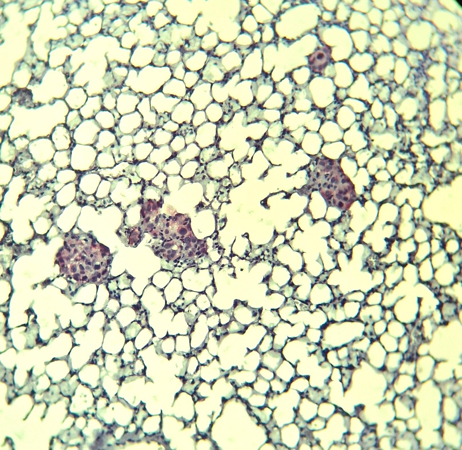 Human VEGF165 Antibody AF-293-NA