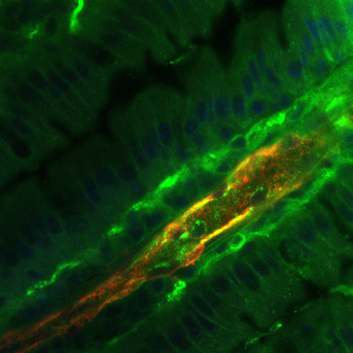 Human/Mouse IGF-I R/IGF1R Antibody AF-305-NA