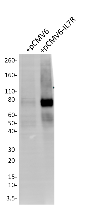Human IL-7R alpha/CD127 Antibody AF-306-PB