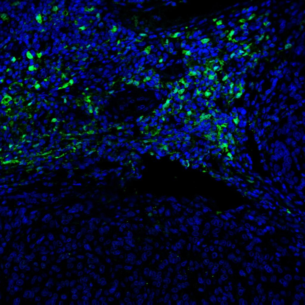 Human CD28 Antibody AF-342-PB