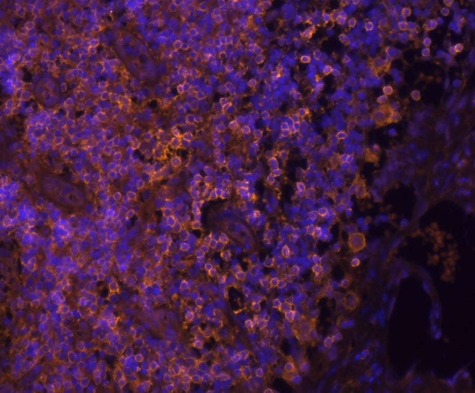 Human CD4 Antibody AF-379-NA