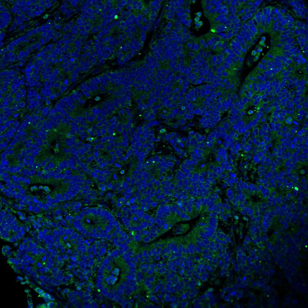 Human CD4 Antibody AF-379-NA
