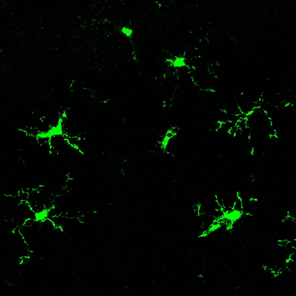 Mouse IL‑1 alpha /IL‑1F1 Antibody AF-400-NA