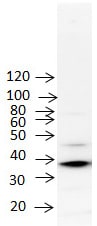 Mouse IL‑1 beta /IL‑1F2 Antibody AF-401-NA