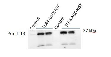 Mouse IL‑1 beta /IL‑1F2 Antibody AF-401-NA