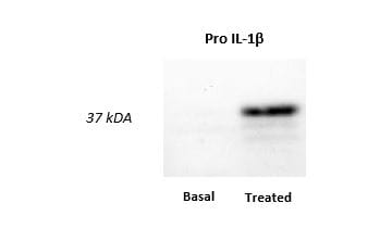 Mouse IL‑1 beta /IL‑1F2 Antibody AF-401-NA