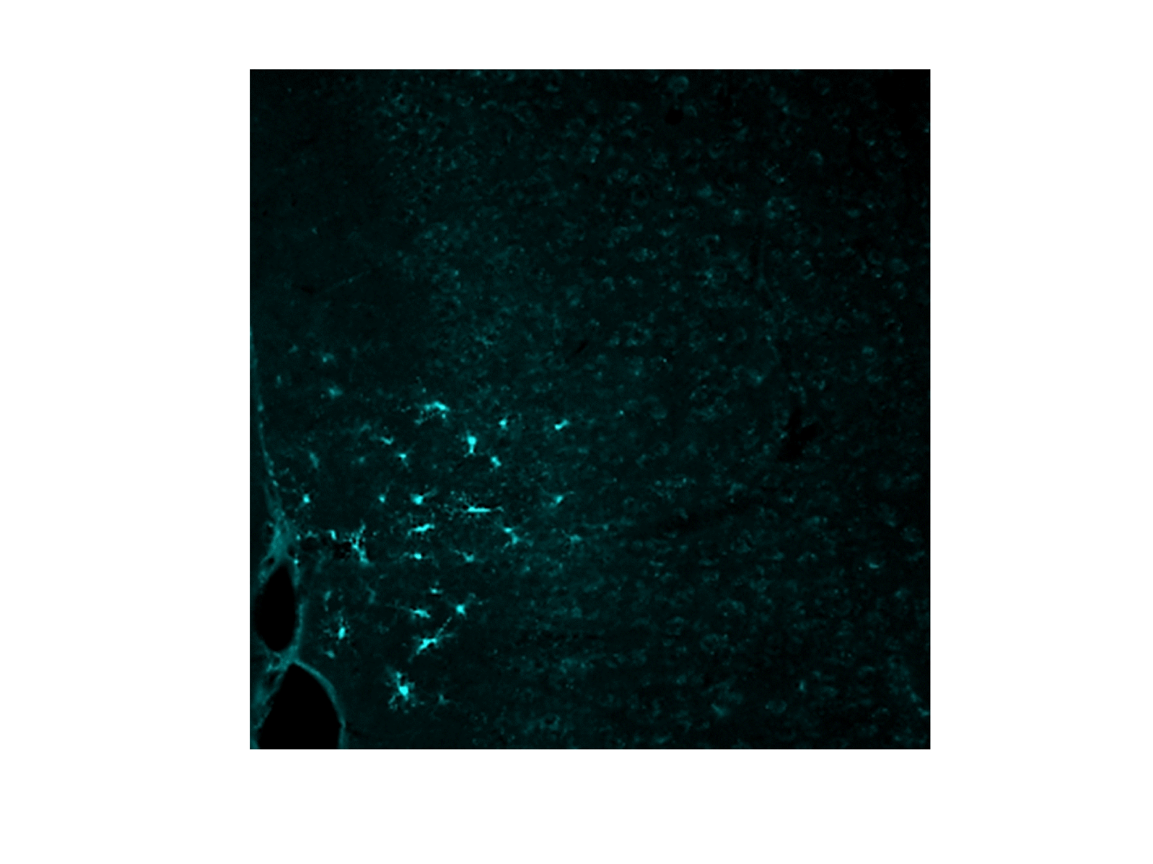 Mouse IL‑1 beta /IL‑1F2 Antibody AF-401-NA