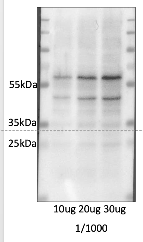 Mouse IL‑1 beta /IL‑1F2 Antibody AF-401-NA