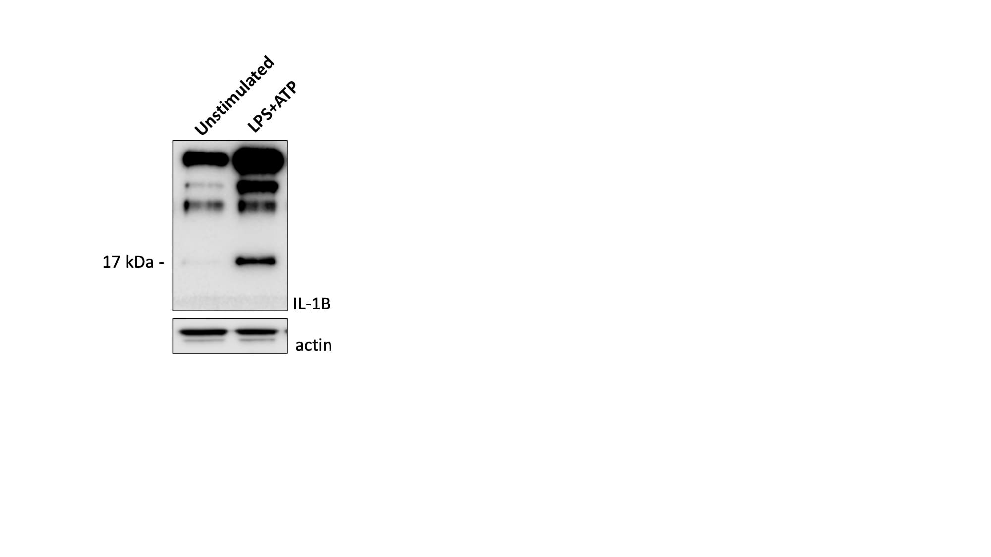 Mouse IL‑1 beta /IL‑1F2 Antibody AF-401-NA