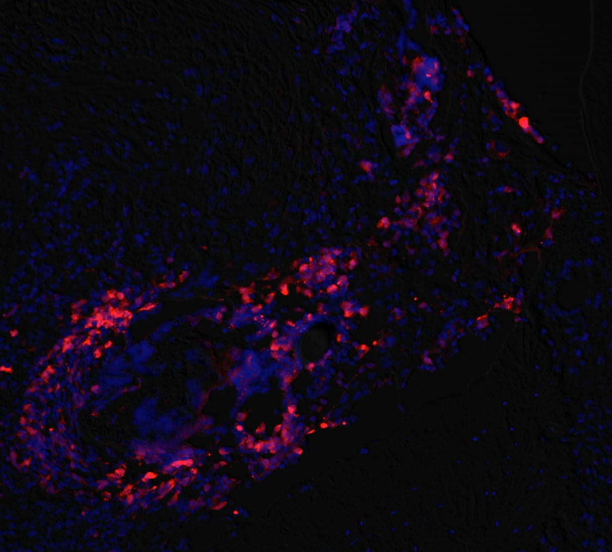 Mouse IL‑1 beta /IL‑1F2 Antibody AF-401-NA