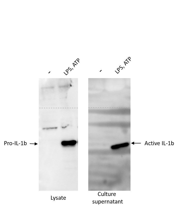 Mouse IL‑1 beta /IL‑1F2 Antibody AF-401-NA