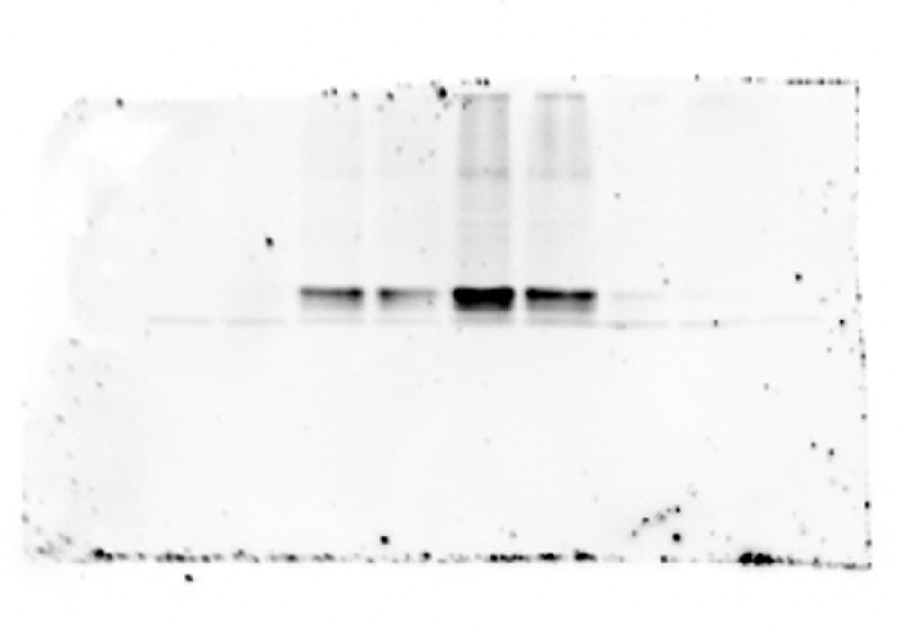 Mouse IL‑1 beta /IL‑1F2 Antibody AF-401-NA