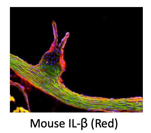 Mouse IL‑1 beta /IL‑1F2 Antibody AF-401-NA