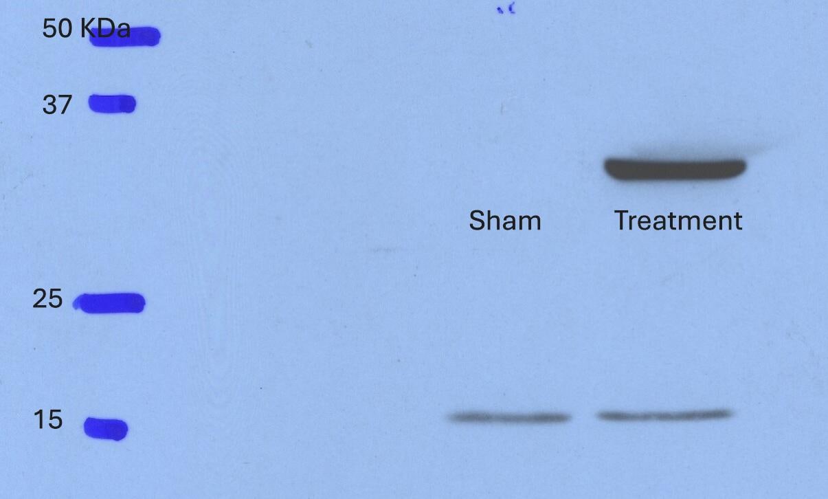 Mouse IL‑1 beta /IL‑1F2 Antibody AF-401-NA