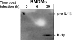 Mouse IL‑1 beta /IL‑1F2 Antibody AF-401-NA