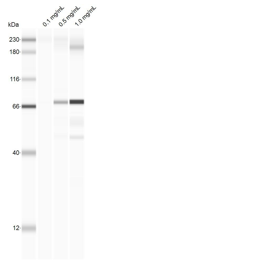 Mouse IL‑3 Antibody AF-403-NA