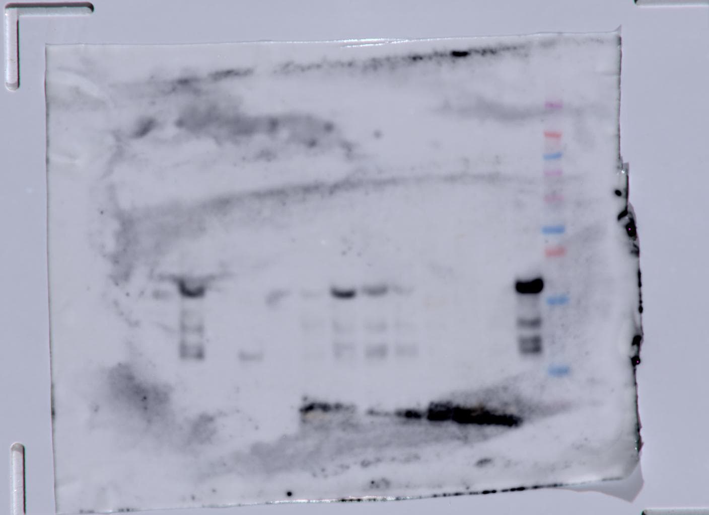 Mouse IL‑6 Antibody AF-406-NA