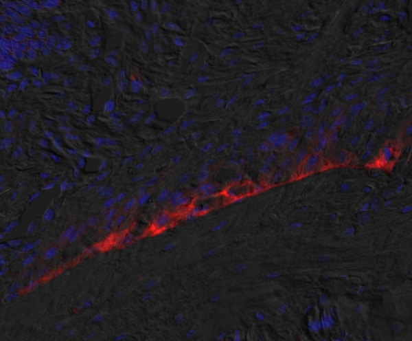 Mouse IL‑6 Antibody AF-406-NA