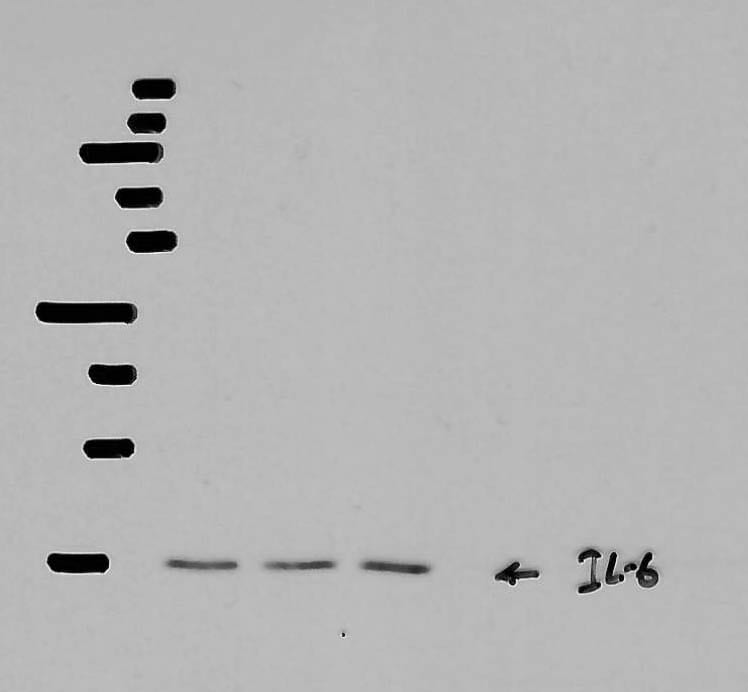 Mouse IL‑6 Antibody AF-406-NA