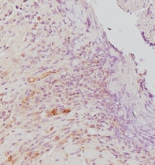Mouse IL‑6 Antibody AF-406-NA