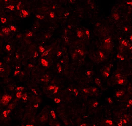 Mouse IL‑6 Antibody AF-406-NA